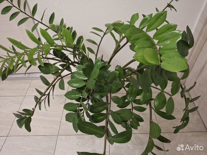 Замиокулькас