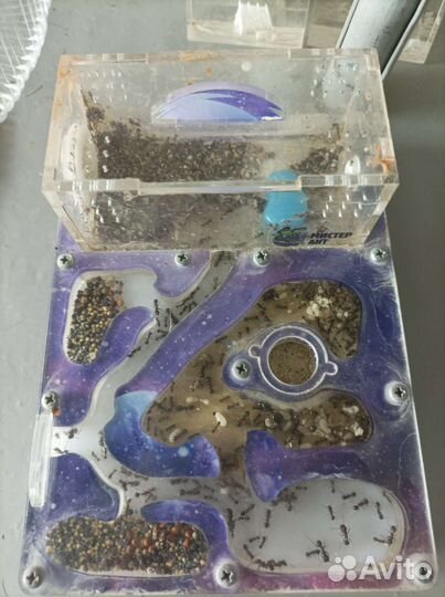 Муравьиная ферма