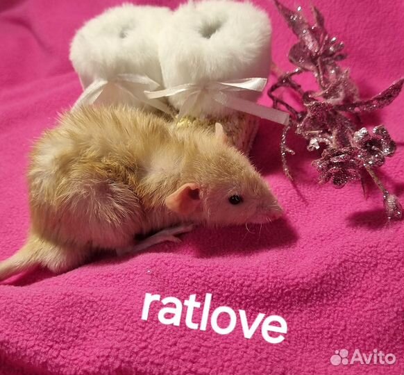 Крысята фавн long от ratlove