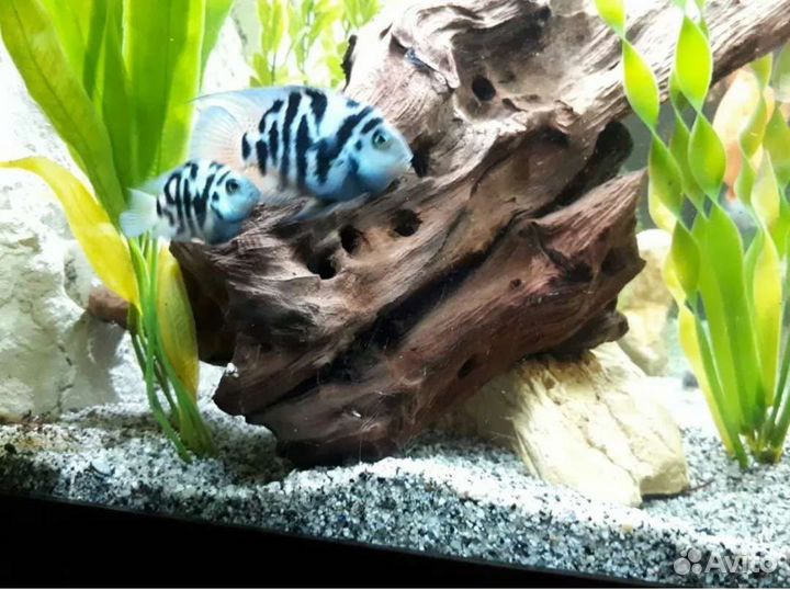 Аквариумные рыбки