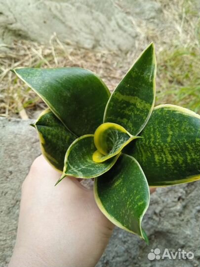 Сансевиерия ханни