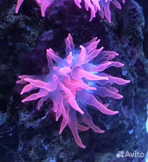 Актиния Розовая Красная Металлик