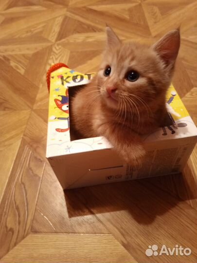 Кошки в добрые руки бесплатно