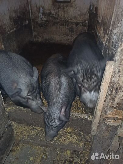 Семья вьетнамских вислобрюхих свиней