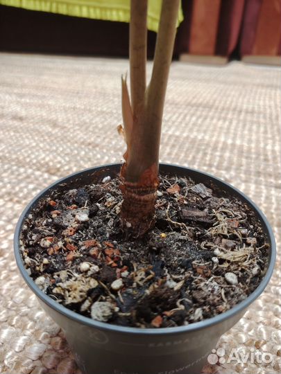 Алоказия Полли