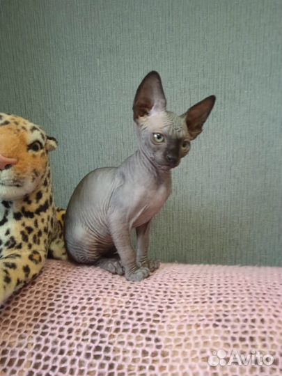 Котята канадский сфинкс