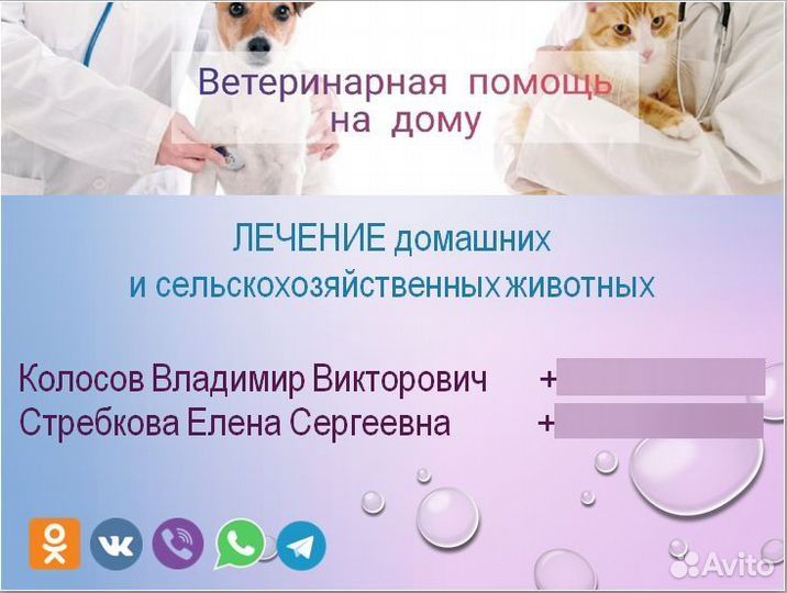 Ветеринарный врач на дом