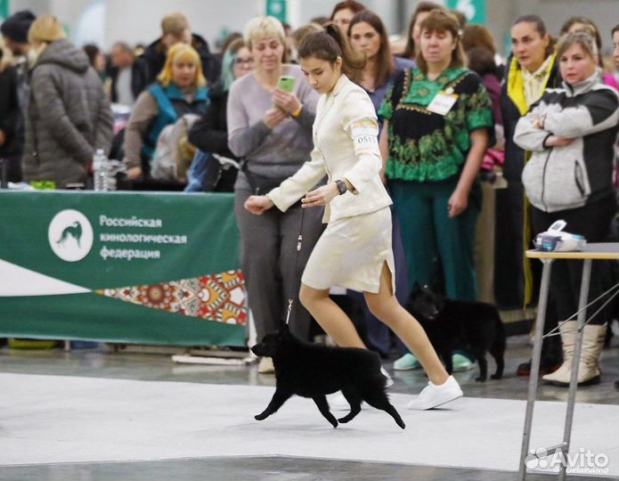 Хендлер для собаки. Дрессировка