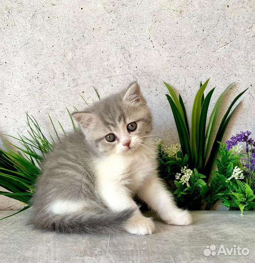 Британская кошечка