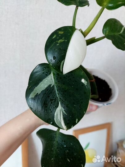 Филодендрон white wizard