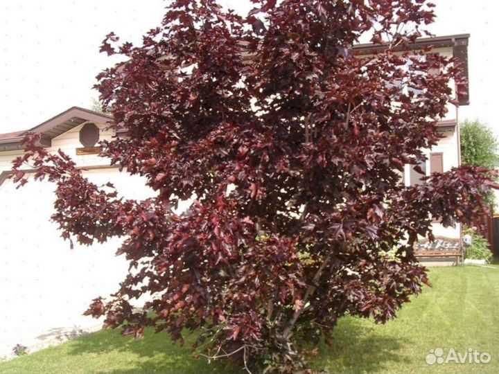 Клен Кримсон Кинг