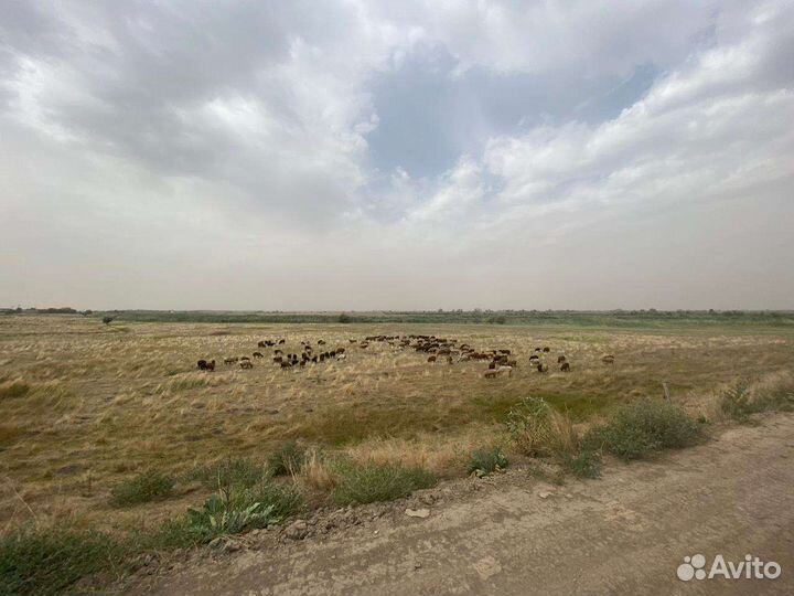 Матка, ярка бараны