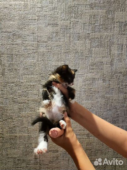 Отдам котёнка (подкидыш)