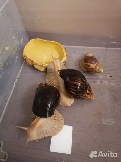 Улитки ахатины маленькие