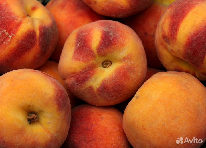 Саженцы персика Крымская осень