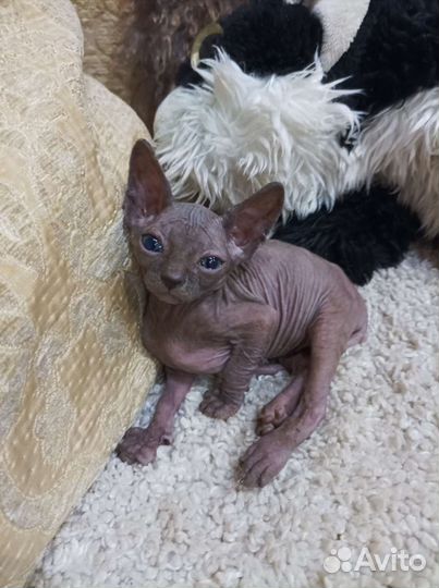 Канадский сфинкс котки