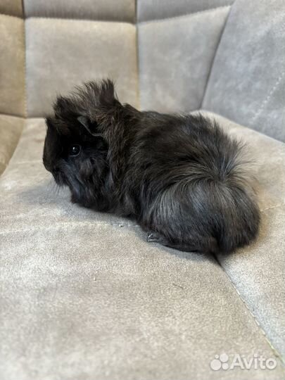 Нарядные малыши - Перуанские Морские свинки