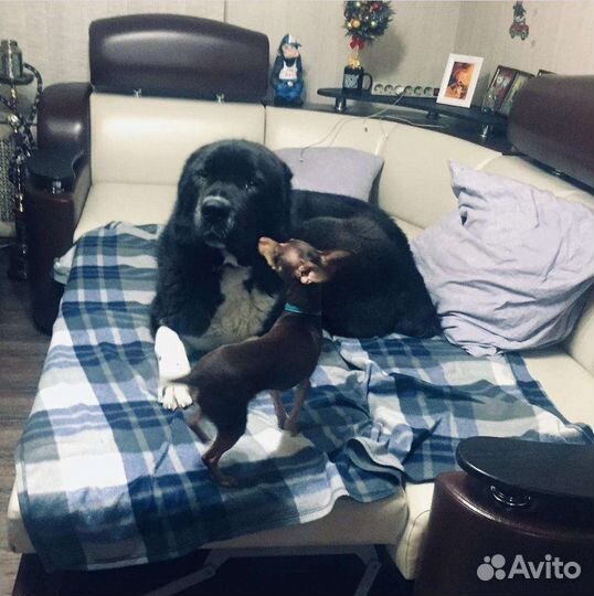 Вязка кобель