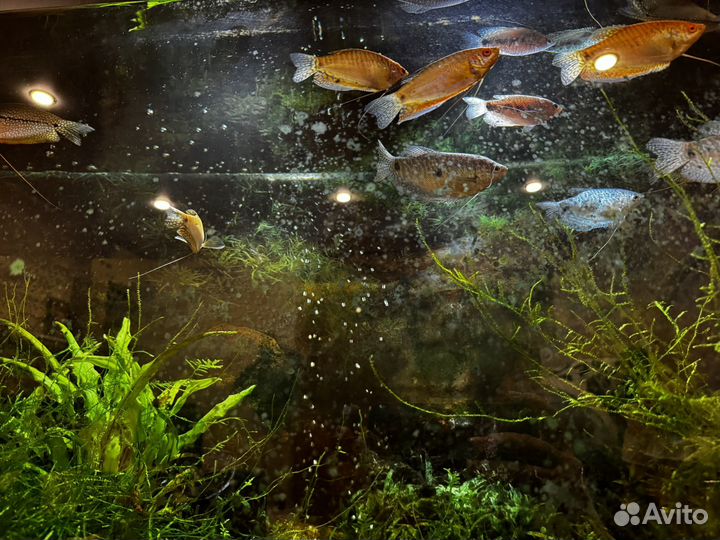 Аквариум, фильтр, украшения, растения, рыбы гурами