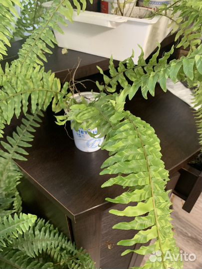 Папоротник