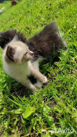 Отдам милейших котиков