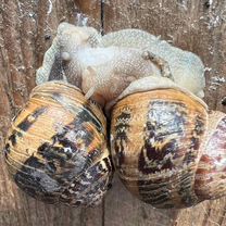 Улитки виноградные, Helix aspersa Muller, Барановичи