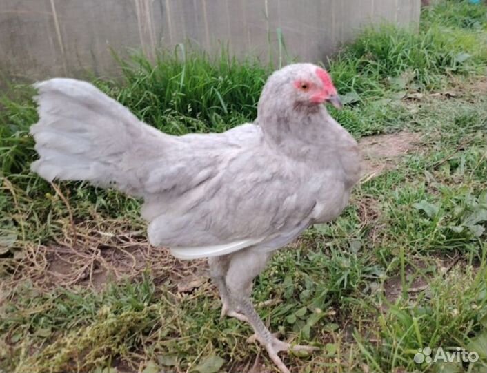 Молодые петухи