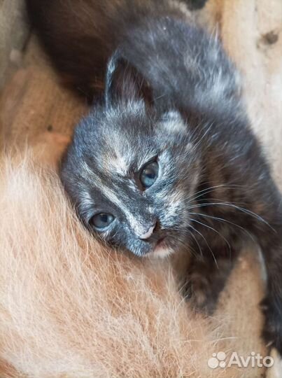 Отдам в добрые руки