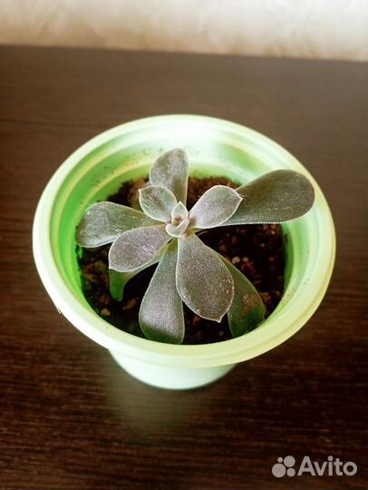 Суккуленты