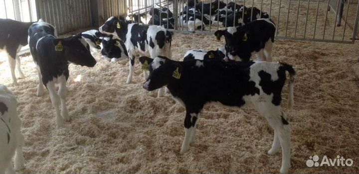 Телята бычки
