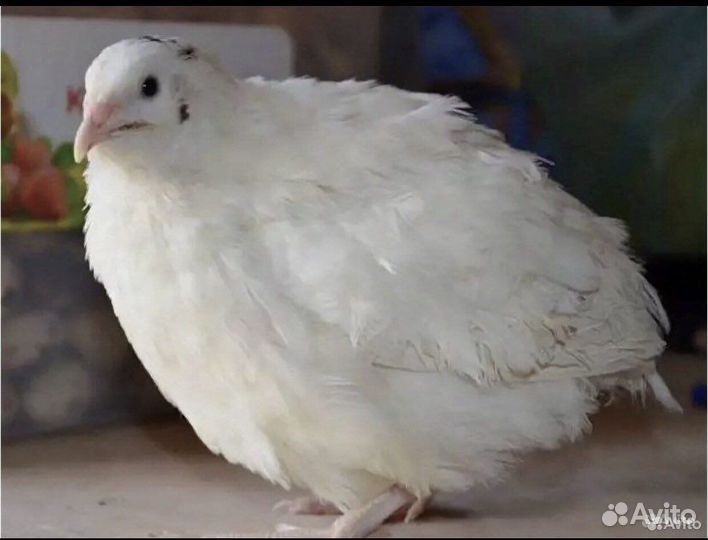 Перепела самцы продажа