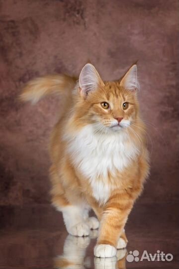 Котята норвежская лесная