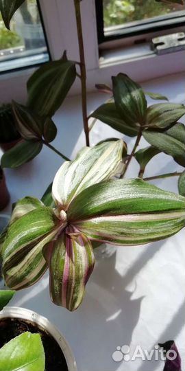 Традесканция тайская