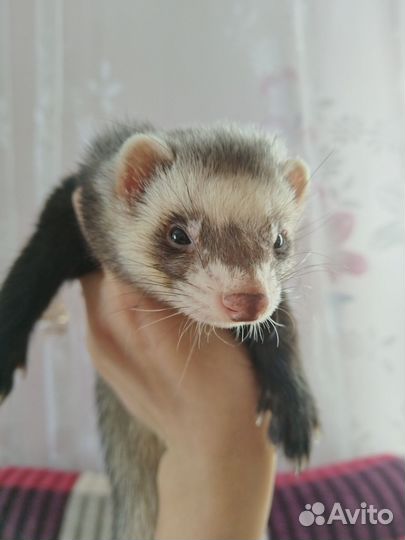 Вязка Харька