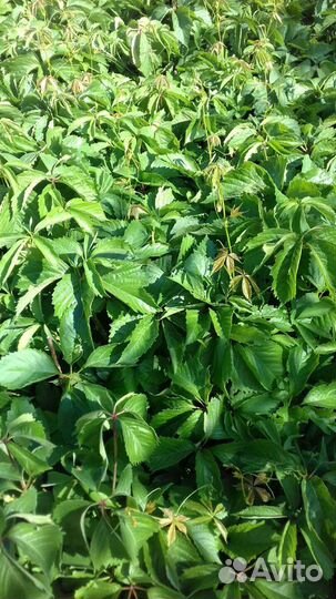 Виноград девичий