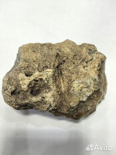 Окаменевшие ракушки