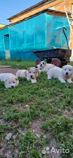 Продам щенков алабая (сао)