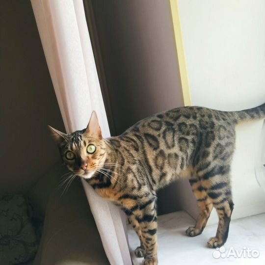 Бенгальского котика продаю
