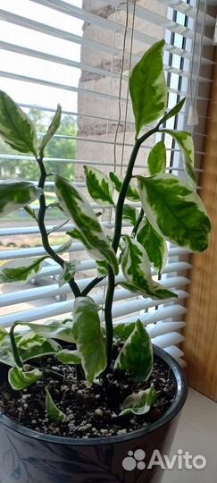 Педилантус