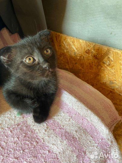 Вислоухий котёнок