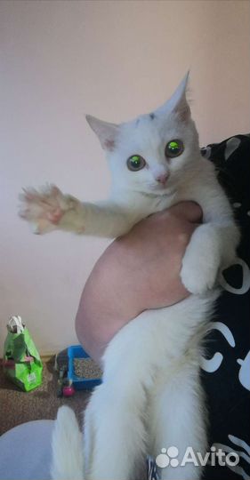 В добрые руки