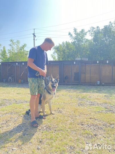 Дрессировка собак, кинолог