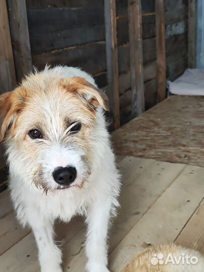 Фокстерьер