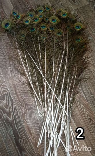 Перо павлина