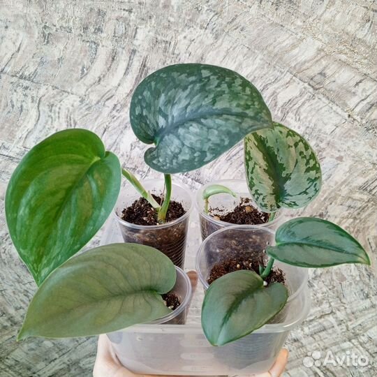 Сциндапсусы набор