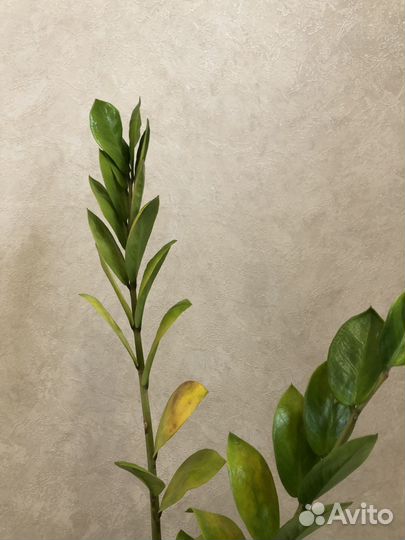 Долларовое дерево