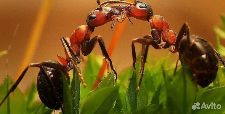 Муравьи:Formica rufa, Formica polyctena и другие