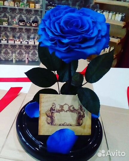 Живая Роза в колбе на 5 лет. Красавица и чудовище