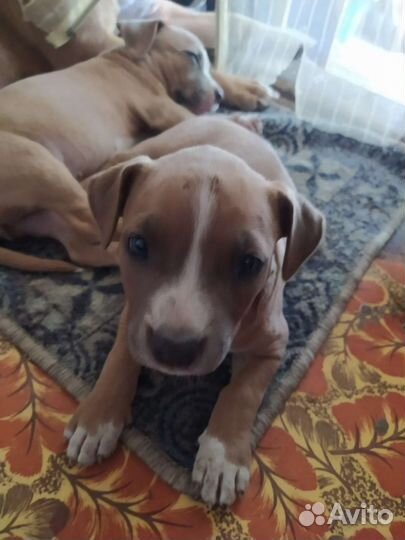 Шикарные щенки ам. стаф. терьера