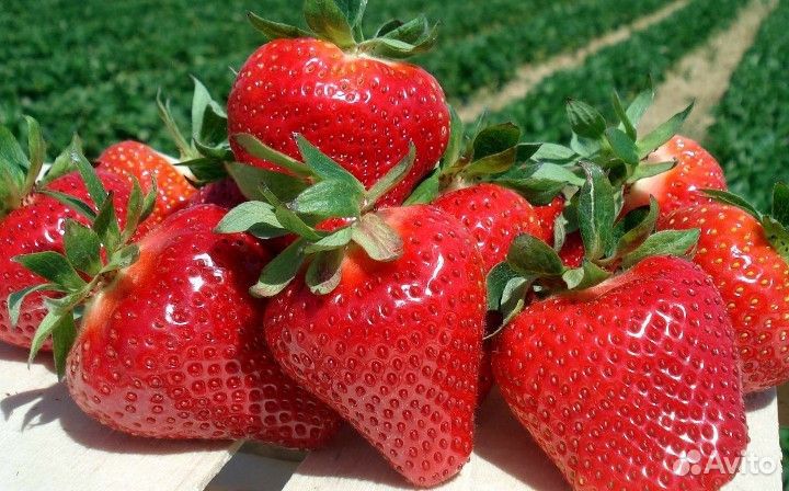 Рассада клубники Мальга